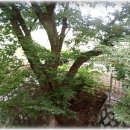 당산화원 이미지