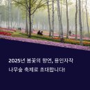 2025 용인자작나무숲 봄꽃축제 – 일정, 요금, 프로그램 총정리