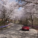 부귀리벗꽃 이미지