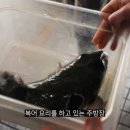 복어 손질 15년 전문가의 마음가짐 이미지