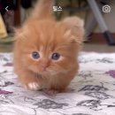 김포고양이분양 맘스캣 이미지