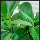 뜰아래플라워 이미지