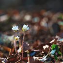 통영 미륵산.. 노루귀 보러... 이미지