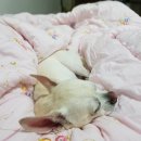 복길이네 이미지