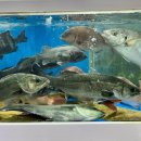 태광회수산 | 수원 농수산물시장 수산동에서 생새우(1Kg+)사고 온누리상품권 환급받은 후기