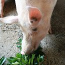 (주) 하나사료 이미지