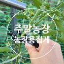 고정농장 | 농사용 집게 주말농장 고추 방울토마토 지지대 줄기 고정 후기