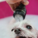 이든펫스파 이미지