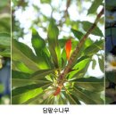 비양도의 비양나무자생지 이미지