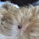 다솜애견미용실 이미지