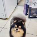 러브펫살롱 이미지