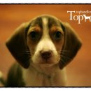 Tophandler 이미지