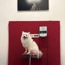 보그펫 | 강아지 사진관 가족사진 자연스러운 반려견 프로필 스튜디오