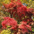 11월 8일 북한산 단풍 산행 공지.! 이미지