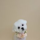 댕그루밍 이미지