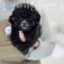 도그송 강아지분양 인천 송도점 이미지