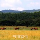 삼다도 이미지