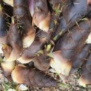 수림농장 이미지