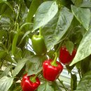 방주농원 이미지