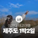 제주도 여행 2일차 | 어쩌다 태교여행, 다정이네김밥, 새별오름, 오설록티뮤지엄, 신화월드라바랜드...