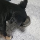 다대동물병원 | 다대포 강아지 중성화수술후기 다대동물병원 강아지중성화비용