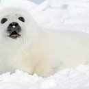 모바일초이스 이미지