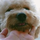 파트너동물의료센터 이미지