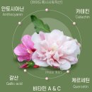 무궁화 다이어트,최적의 효과를 위한 가이드라인