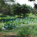 君子山(군자봉) 영험함을 품은 당산나무, 官谷池(관곡지) 향토유적 이미지