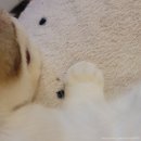 청춘 고양이 카페 이미지