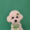 꽁꼼하개 이미지