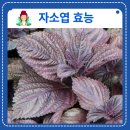 약초이해와 건강약선 활용 | 자소엽 효능·성분·먹는법·부작용 총정리｜깻잎과 다른 알레르기 완화 약초의 힘