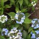 산수국(山水菊 Hydrangea) 이미지