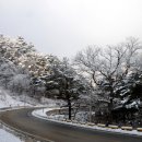 금강송 생태경영림 이미지