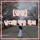 남대천 | 양양 남대천 벚꽃축제, 강릉 대신 갔는데 이 정도면 충분했어요