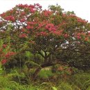 배롱나무거리 이미지