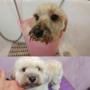 축복애견호텔미용 이미지