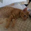 신개금동물병원 이미지