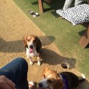 조이애견 이미지