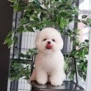 트레밍MM 이미지