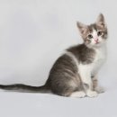 고양이랑 이미지