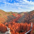 장태산 자연 휴양림 이미지