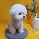 다이아몬독 이미지