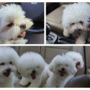 권트리머애견미용학원 네이버블로그
