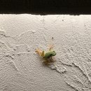 석하별당 이미지