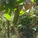 풀천지농장 이미지