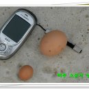 백봉농장 이미지