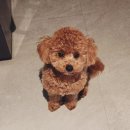 디어퍼피 | 로얄캐닌에서 갈아탄 토이푸들 사료 추천｜파미나·알레바·디어니스트키친 기호성 테스트 리얼 후기