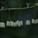 제주 올레길 7코스 이미지