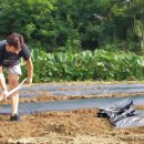 김영옥농장 이미지